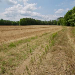 Photo #43 of SOLD property in Off Old Macon Highway, Macon, NC 104.0 acres