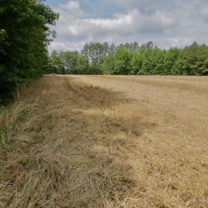 Photo #44 of SOLD property in Off Old Macon Highway, Macon, NC 104.0 acres