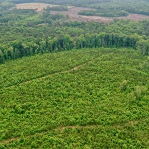 Photo #9 of SOLD property in Off Church Hill Road, Macon, NC 87.4 acres