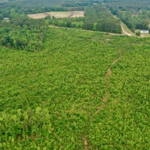 Photo #10 of SOLD property in Off Church Hill Road, Macon, NC 87.4 acres