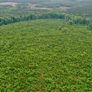 Photo #11 of SOLD property in Off Church Hill Road, Macon, NC 87.4 acres