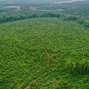 Photo #12 of SOLD property in Off Church Hill Road, Macon, NC 87.4 acres