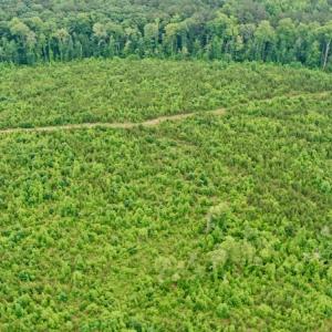 Photo #16 of SOLD property in Off Church Hill Road, Macon, NC 87.4 acres