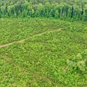 Photo #18 of SOLD property in Off Church Hill Road, Macon, NC 87.4 acres