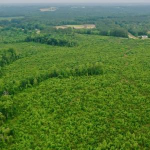 Photo #20 of SOLD property in Off Church Hill Road, Macon, NC 87.4 acres