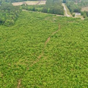Photo #24 of SOLD property in Off Church Hill Road, Macon, NC 87.4 acres