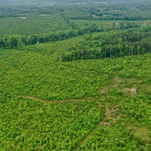 Photo #27 of SOLD property in Off Church Hill Road, Macon, NC 87.4 acres