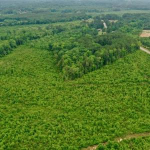 Photo #28 of SOLD property in Off Church Hill Road, Macon, NC 87.4 acres