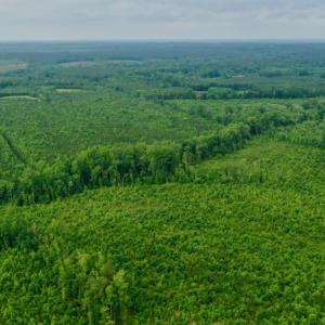 Photo #30 of SOLD property in Off Church Hill Road, Macon, NC 87.4 acres