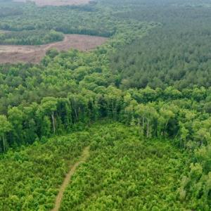 Photo #32 of SOLD property in Off Church Hill Road, Macon, NC 87.4 acres