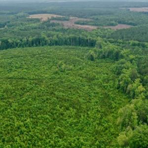 Photo #36 of SOLD property in Off Church Hill Road, Macon, NC 87.4 acres
