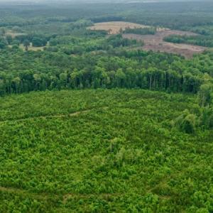 Photo #39 of SOLD property in Off Church Hill Road, Macon, NC 87.4 acres