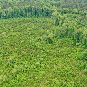 Photo #40 of SOLD property in Off Church Hill Road, Macon, NC 87.4 acres