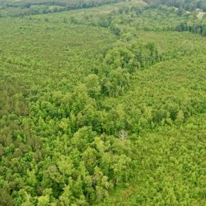 Photo #41 of SOLD property in Off Church Hill Road, Macon, NC 87.4 acres