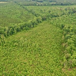 Photo #42 of SOLD property in Off Church Hill Road, Macon, NC 87.4 acres