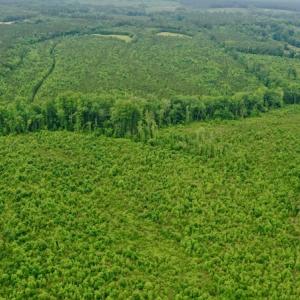 Photo #44 of SOLD property in Off Church Hill Road, Macon, NC 87.4 acres