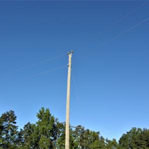 Photo #22 of SOLD property in Off Old Poole Road, Alberta, VA 6.3 acres