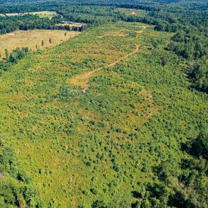 Photo #11 of SOLD property in Off Pleasant Grove Road, Halifax, VA 106.0 acres