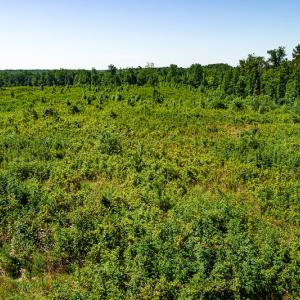 Photo #28 of SOLD property in Off Pleasant Grove Road, Halifax, VA 106.0 acres