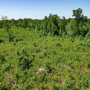 Photo #29 of SOLD property in Off Pleasant Grove Road, Halifax, VA 106.0 acres