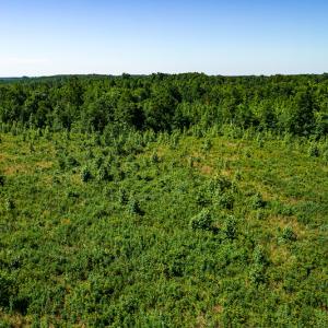 Photo #30 of SOLD property in Off Pleasant Grove Road, Halifax, VA 106.0 acres