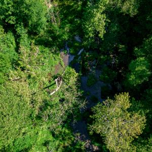Photo #41 of SOLD property in Off Pleasant Grove Road, Halifax, VA 106.0 acres