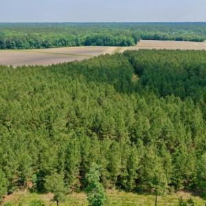 Photo #3 of SOLD property in Off Hwy 158, Jackson, NC 57.4 acres