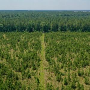 Photo #18 of SOLD property in Off Hwy 158, Jackson, NC 57.4 acres