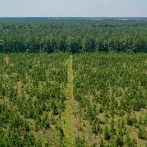 Photo #19 of SOLD property in Off Hwy 158, Jackson, NC 57.4 acres
