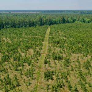 Photo #20 of SOLD property in Off Hwy 158, Jackson, NC 57.4 acres