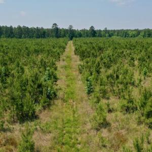 Photo #22 of SOLD property in Off Hwy 158, Jackson, NC 57.4 acres