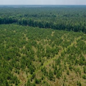 Photo #26 of SOLD property in Off Hwy 158, Jackson, NC 57.4 acres