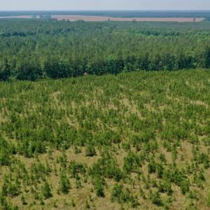 Photo #27 of SOLD property in Off Hwy 158, Jackson, NC 57.4 acres