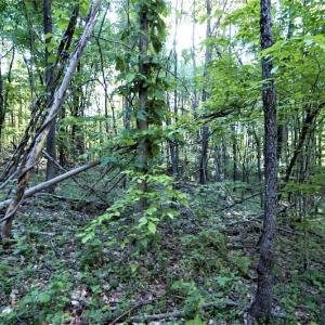 Photo #6 of SOLD property in Off Mica Road, Ridgeway, VA 5.3 acres