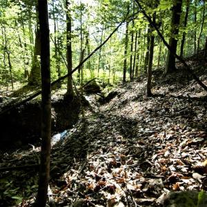 Photo #16 of SOLD property in Off Mica Road, Ridgeway, VA 5.3 acres