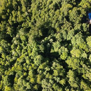Photo #20 of SOLD property in Off Mica Road, Ridgeway, VA 5.3 acres