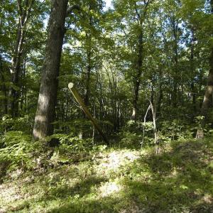 Photo #8 of SOLD property in Off Mica Road, Ridgeway, VA 5.3 acres