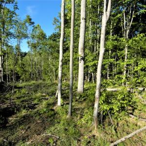 Photo #9 of SOLD property in Off Mica Road, Ridgeway, VA 5.3 acres