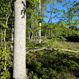 Photo #10 of SOLD property in Off Mica Road, Ridgeway, VA 5.3 acres