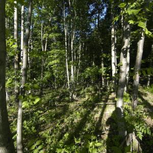Photo #11 of SOLD property in Off Mica Road, Ridgeway, VA 5.3 acres