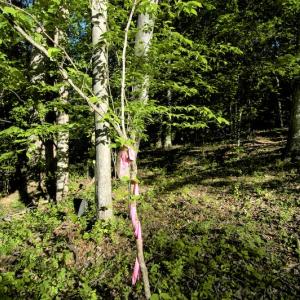 Photo #12 of SOLD property in Off Mica Road, Ridgeway, VA 5.3 acres