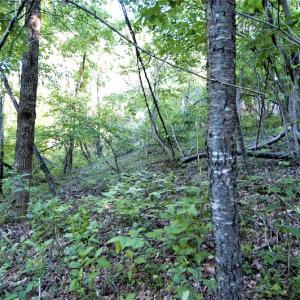 Photo #14 of SOLD property in Off Mica Road, Ridgeway, VA 5.3 acres