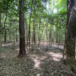 Photo #14 of SOLD property in Off General Mahone Highway, Waverly, VA 41.0 acres