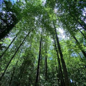 Photo #16 of SOLD property in Off General Mahone Highway, Waverly, VA 41.0 acres