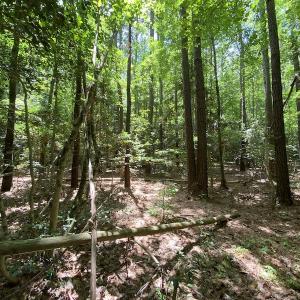 Photo #17 of SOLD property in Off General Mahone Highway, Waverly, VA 41.0 acres