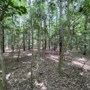 Photo #18 of SOLD property in Off General Mahone Highway, Waverly, VA 41.0 acres