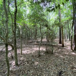 Photo #19 of SOLD property in Off General Mahone Highway, Waverly, VA 41.0 acres
