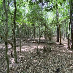 Photo #19 of SOLD property in Off General Mahone Highway, Waverly, VA 41.0 acres
