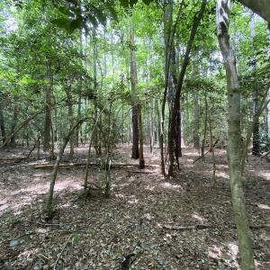 Photo #20 of SOLD property in Off General Mahone Highway, Waverly, VA 41.0 acres