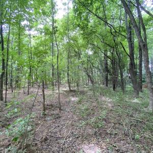Photo #22 of SOLD property in Off General Mahone Highway, Waverly, VA 41.0 acres